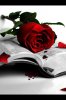 06DA7D87-6871-43E2-93C6-1F1FDB7C561D, bible rose.JPG