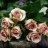 Blume